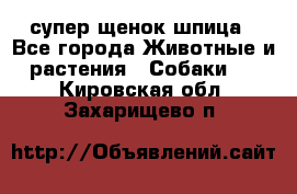 супер щенок шпица - Все города Животные и растения » Собаки   . Кировская обл.,Захарищево п.